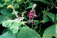 Pueraria P.E.