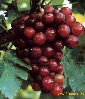 Grape Seed P.E.