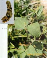 Polygonum cuspidatum P.E(Resveratrol)