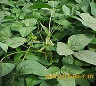 soybean extract