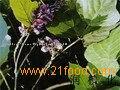  pueraria  extract