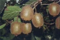  dried   kiwi   slice s