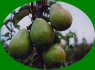 fresh Shanong pear