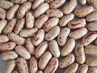 Light speckled kidney bean