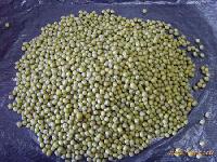 GREEN MUNG BEANS FOR SPROUTING