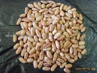 LIGHT SPECKLED KIDNEY BEANS