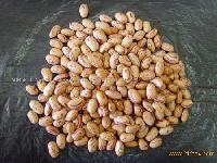 LIGHT SPECKLED KIDNEY BEANS ( LONG ROUND SHAPE)