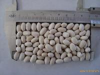 Japanese white kidney beans