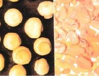 Twin- Spore   Mushroom /Twin- Spore   Mushroom 