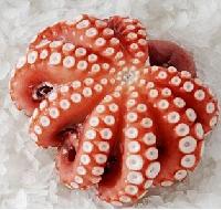 Frozen cooked OCTOPUS