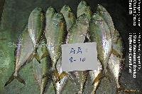 INDIAN MACKEREL