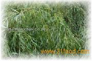 Salicin