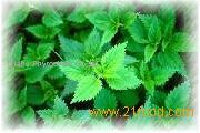 Nettle Extract Powder