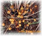 Saw Palmetto Fruit Extract Powder