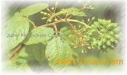 Siberian  Ginseng   Extract   Powder 