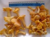  Frozen   cantharellus   cibarius 