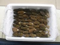  Dried   morel  ( Morchella conica)