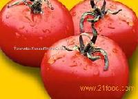 Tomato Paste