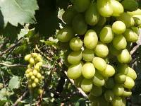 fresh grape (green color)