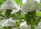 fresh grape (green color 2)