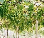  fresh   grape  (green color 5)