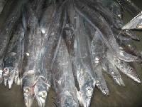 Ribbonfish