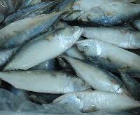 Indian Mackerel