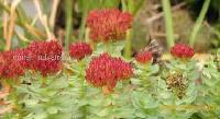 Rhodiola Rosea P.E