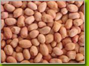 Peanut (Groundnut) And Peanut Kernel Blanched Peanut Kernel