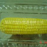 IQF Corn Stick