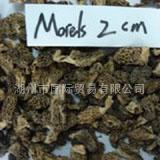Morel Extra with 2cm stem