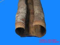  Cassia   bark s for herbs