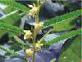 Cassia Nomame Extract