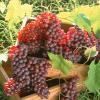Grape Seed Extract