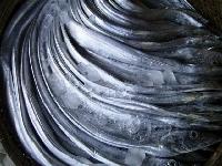 frozen fresh ribbon  fish  (hook/trawl/net  catch ing)