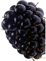 Blackberry