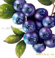 Blueberry