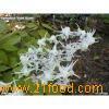 Epimedium Extract