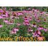  Echinacea   Extract 