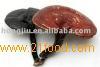 Reishi Mushroom Extract