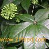 Eleutherococcus Extract