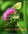 Silibinin,Astragalus PE,Bacalin