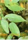 Glyoxylic acid,Lecithin,Irbesartan