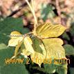 Radix Puerariae,Amygdalin,11a-Hydroxy Canrenone