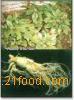  Panax   Ginseng   Extract 