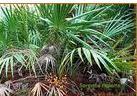Saw Palmetto Fruit Extract Powder