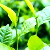 Herbal Extract