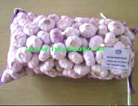 normal white garlic
