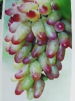 Grape Seed Extract