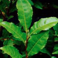 Green tea Extract